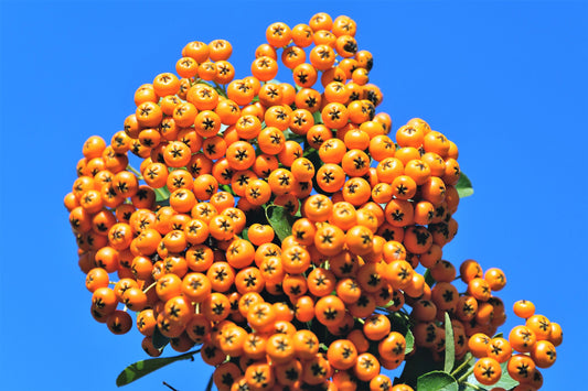 100 SEABERRY Sea Buckthorn Elaeagnus Hippophae Rhamnoides Orange Berry Fruit Shrub Yellow Flower Silver Foliage Seeds