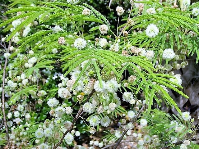 20 FEATHER TREE Fern of the Desert Feather Bush Lysiloma Thornberi Watsonii White Flower Shrub Seeds