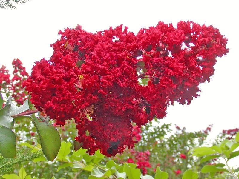 50 MIXED CREPE MYRTLE Lagerstroemia Indica Tree Shrub Crape  6 Color Mix - Red, Purple, Light Pink, Dark Pink, White, & Lilac Flower Seeds