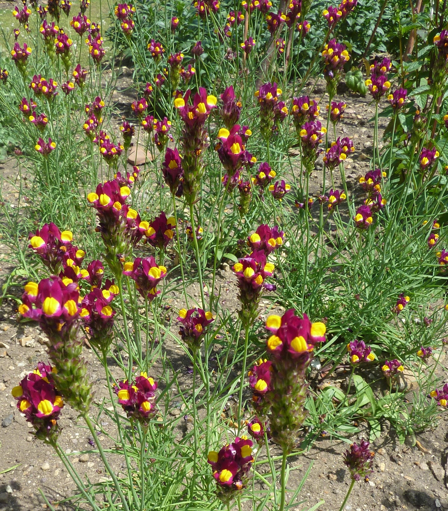 500 FLAMENCO LINARIA Reticulata Scarlet Red & Yellow Flower Seeds