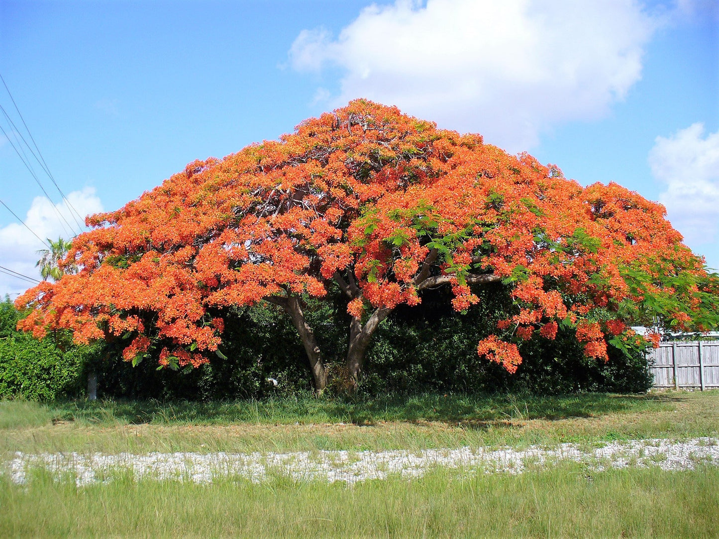 10 ROYAL POINCIANA TREE Delonix Regia aka Red Flame Flamboyant Tree Peacock Flower Seeds