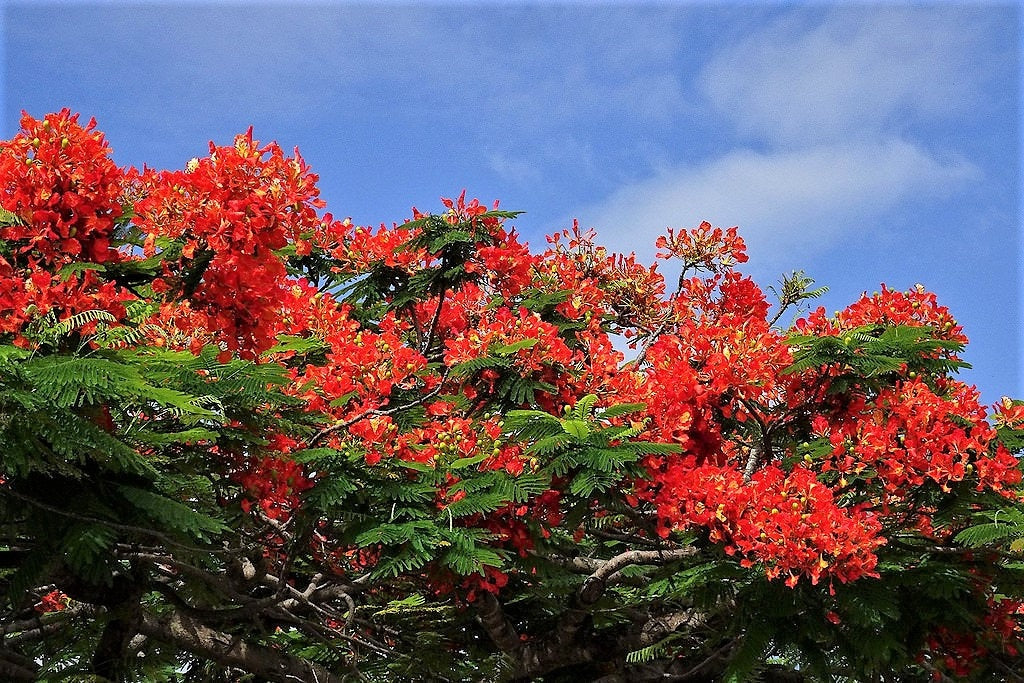 10 ROYAL POINCIANA TREE Delonix Regia aka Red Flame Flamboyant Tree Peacock Flower Seeds