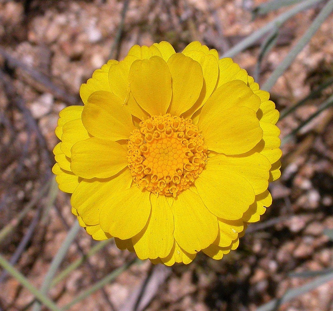 500 Yellow DESERT MARIGOLD Baileya Multiradiata Showy Drought Paper Daisy Flower Herb Seeds