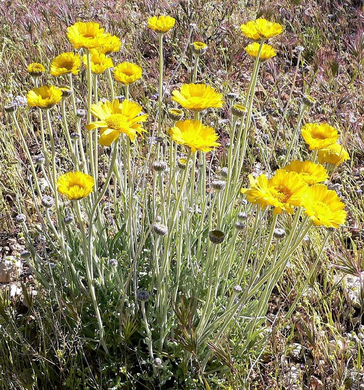 500 Yellow DESERT MARIGOLD Baileya Multiradiata Showy Drought Paper Daisy Flower Herb Seeds