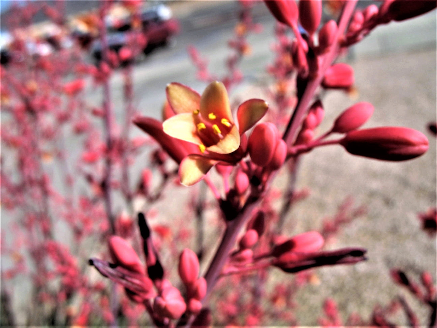 25 RED YUCCA Hesperaloe Parviflora aka Hummingbird, Coral, & Texas Yucca Flower Seeds