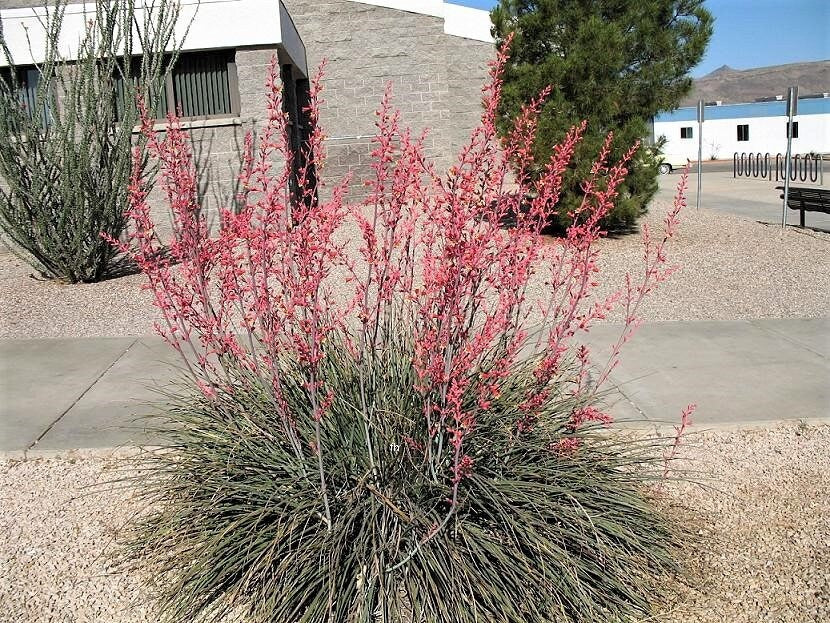1000 Bulk RED YUCCA Hesperaloe Parviflora Hummingbird Coral Yucca Flow hesperaloe-parviflora-brakelights-artofit