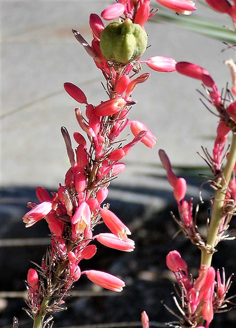 1000 Bulk RED YUCCA Hesperaloe Parviflora Hummingbird Coral Yucca Flower Seeds