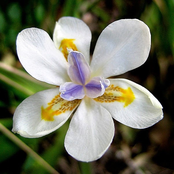 25 WHITE AFRICAN IRIS Fortnight Lily Dietes Iridioides Vegeta aka Cape or Butterfly Iris Yellow Purple Flower Seeds