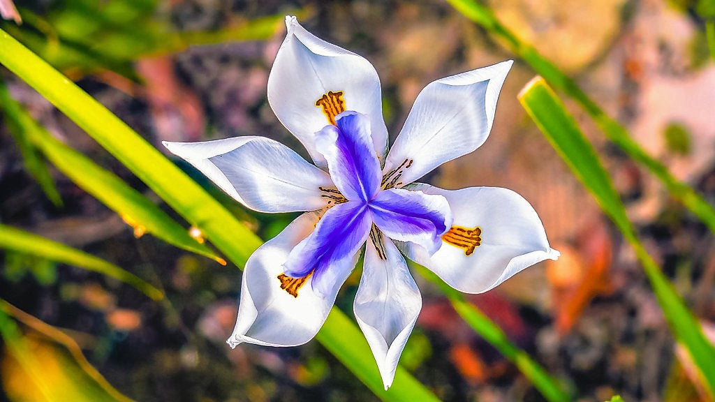 25 WHITE AFRICAN IRIS Fortnight Lily Dietes Iridioides Vegeta aka Cape or Butterfly Iris Yellow Purple Flower Seeds