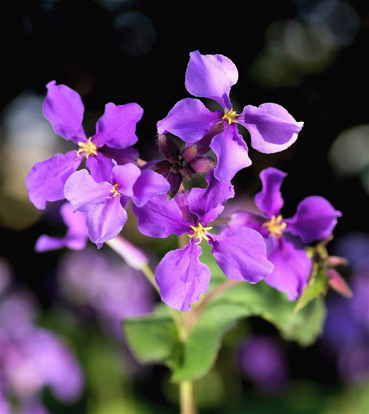 500 Purple FEBRUARY ORCHID Violet Cress Orychophragmus Violaceus 2" Flower Edible Vegetable Seeds