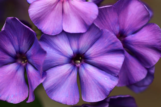 250 Dwarf BEAUTY BLUE PHLOX Drummondii Nana Compacta Fragrant Violet Blue Flower Seeds