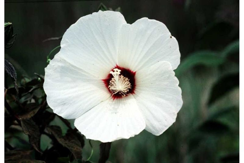 25 MIXED LUNA HIBISCUS Moscheutos Hardy Mixed Colors - Red, Hot Pink, Pink & White Swirl, and White Flower Seeds