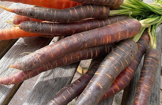 300 BLACK NEBULA CARROT Daucus Carota Root Vegetable Seeds