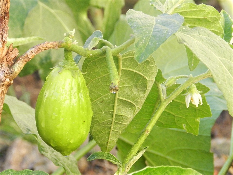 50 Green AO DAIMARU EGGPLANT Solanum Melongena Japanese Asian Aubergine Fruit Vegetable Seeds