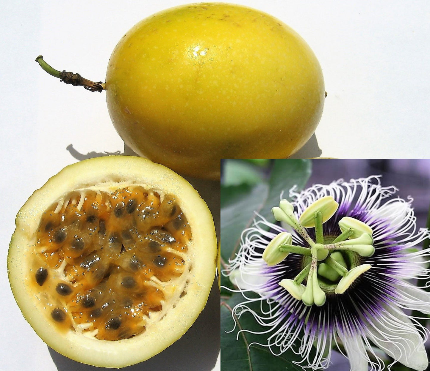 10 YELLOW PASSION FRUIT Vine Passiflora Edulis Flavicarpa Golden Passionfruit Purple & White Flower Seeds