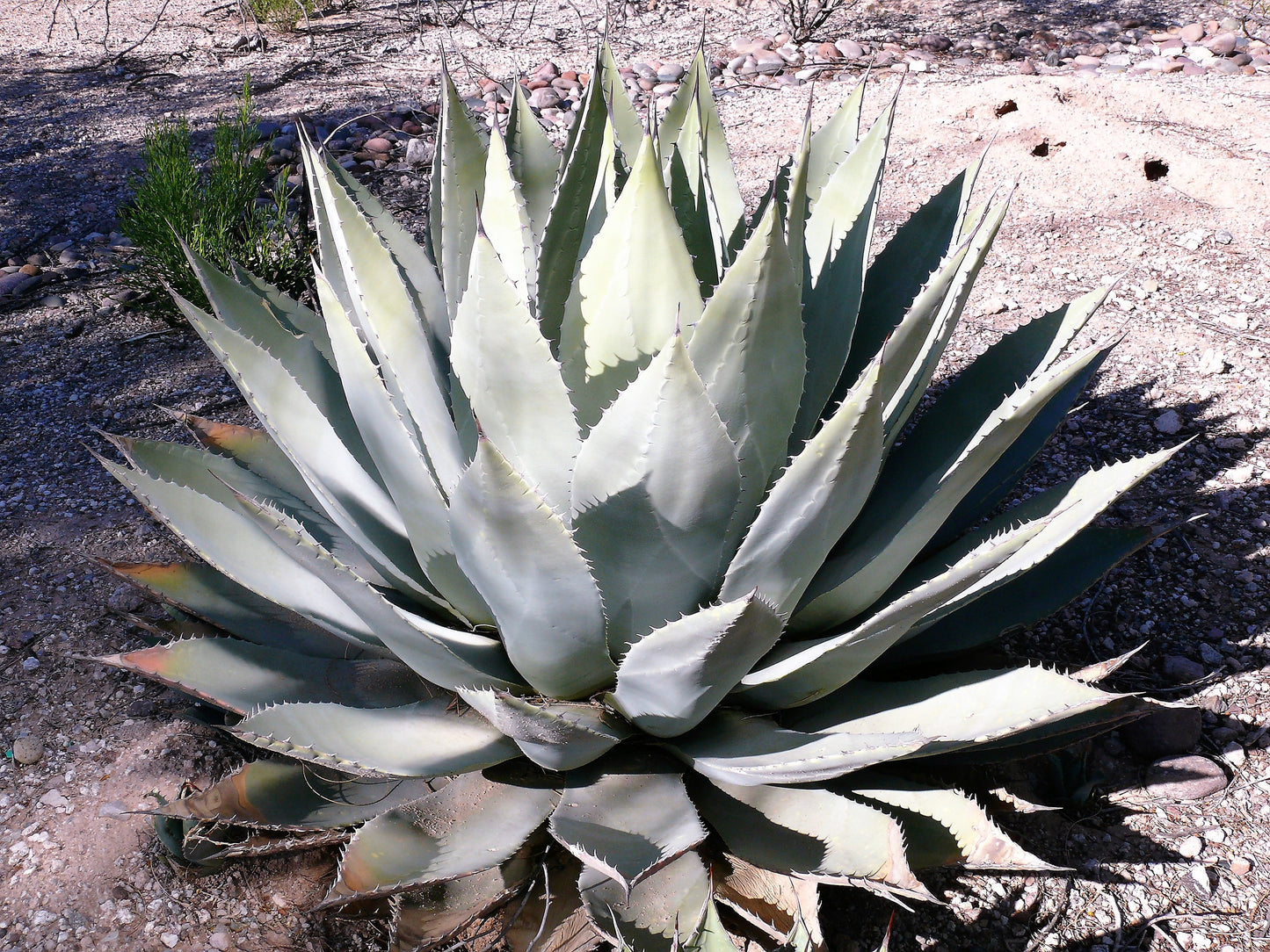 5  ARTICHOKE AGAVE Parry's Huachuca Agave Parryi Huachucensis Century Plant Succulent Cactus Seeds