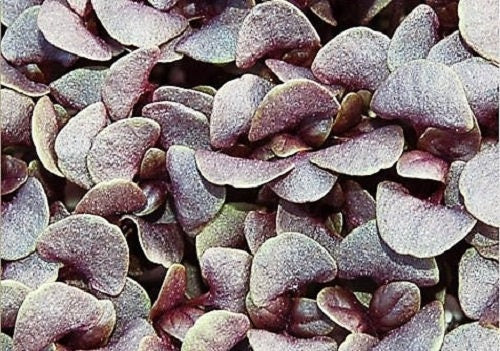 500 RED RUBIN BASIL Ocimum Basilicum Purpurascens Spicy Herb White & Lavender Flowers Seeds