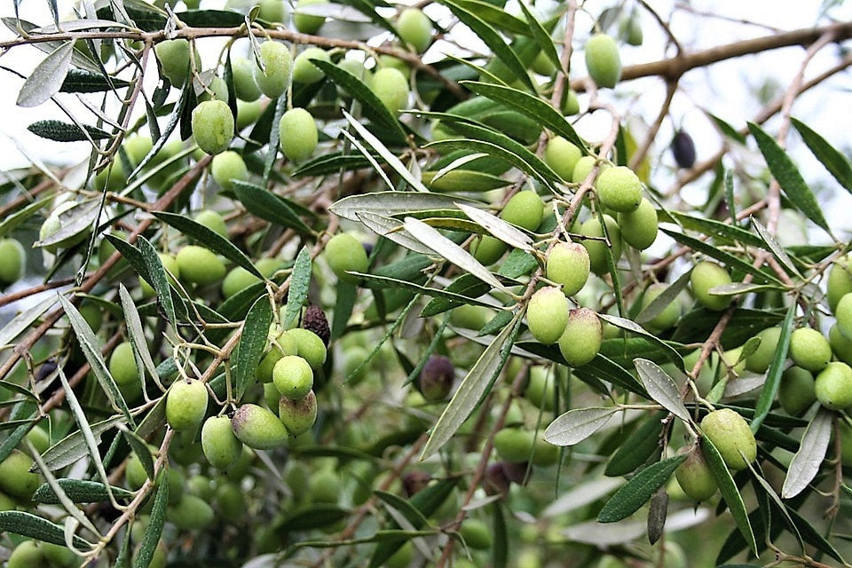 10 CANINO OLIVE TREE Olea Europaea Canino Edible European Common Green Black Fruit Seed