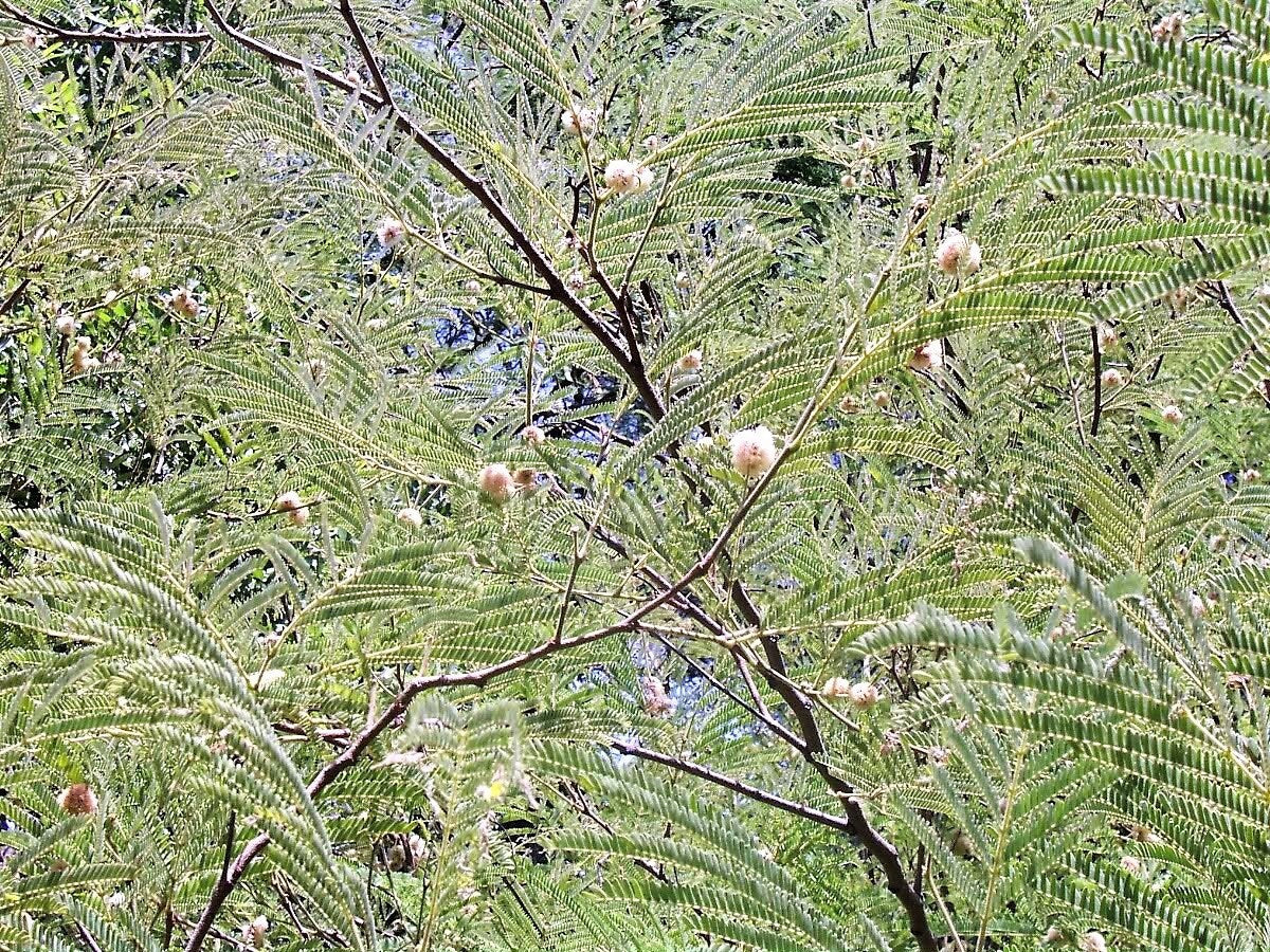 20 FEATHER TREE Fern of the Desert Feather Bush Lysiloma Thornberi Watsonii White Flower Shrub Seeds