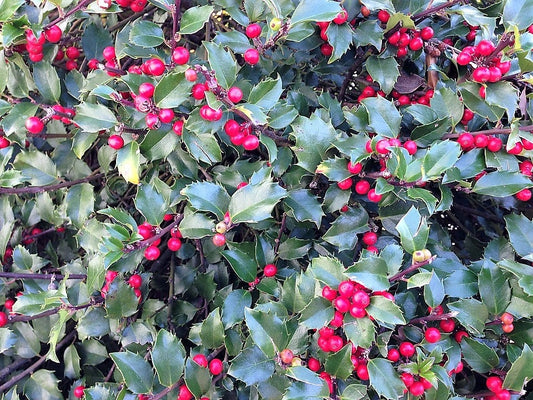 40 AMERICAN HOLLY Ilex Opaca Tree Shrub Evergreen Red Berry Seeds - aka White Holly, Prickly Holly, Christmas Holly, Yule Holly