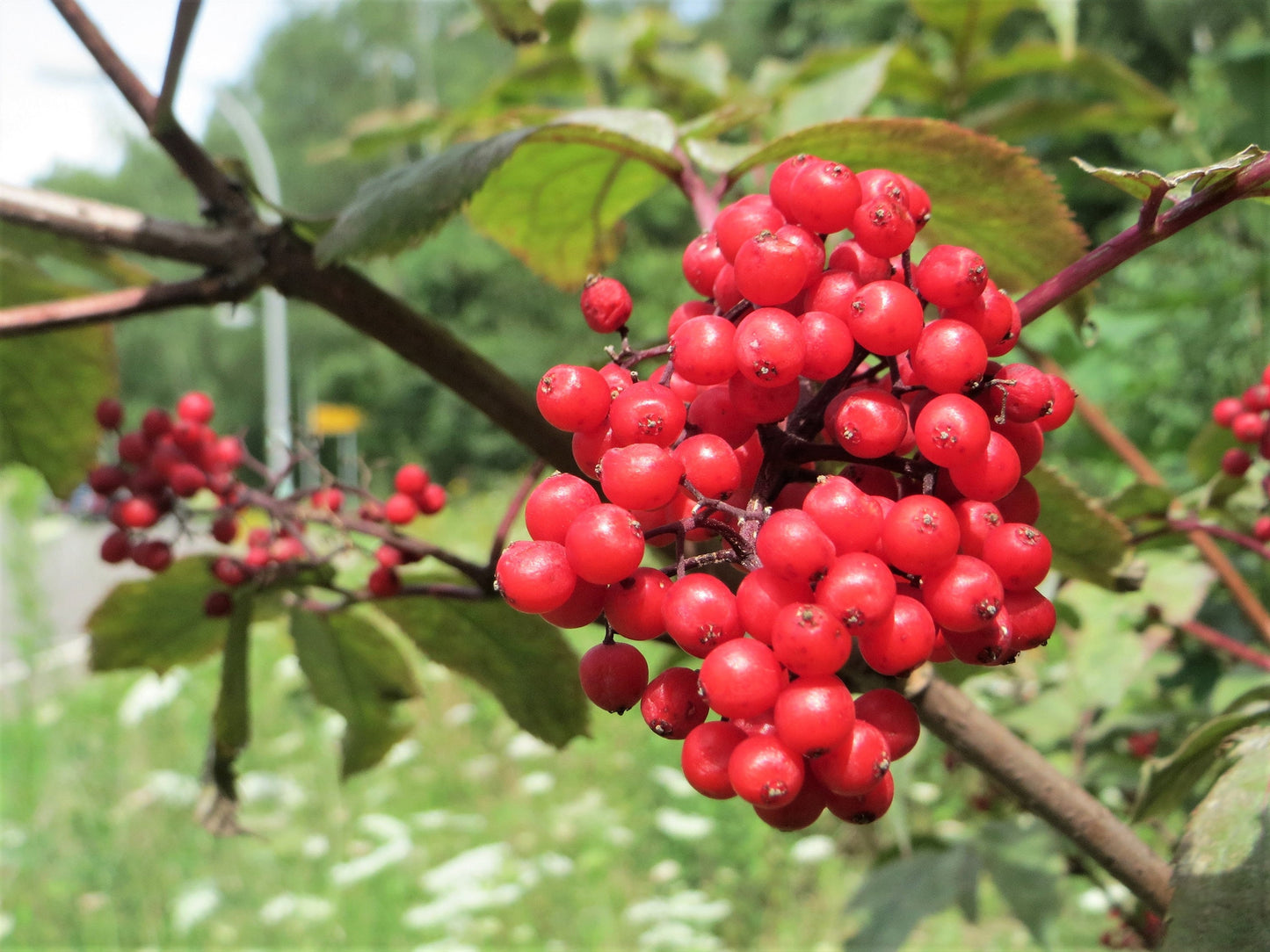 100 RED ELDERBERRY Sambucus Racemosa Scarlet Mountain Elder Bunchberry Tree Shrub Fruit Berry Seeds