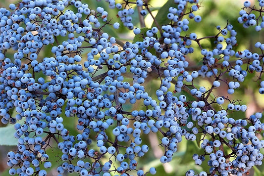 50 BLUE ELDERBERRY Sambucus Caerulea Arizona Blue Elder Tree Shrub Fruit Berry Seeds