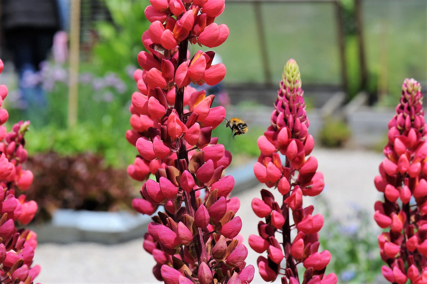 25 RED LUPINE 'My CASTLE' Lupinus Polyphyllus Scarlet Russell Lupin Band of Nobles Series Flower Seeds
