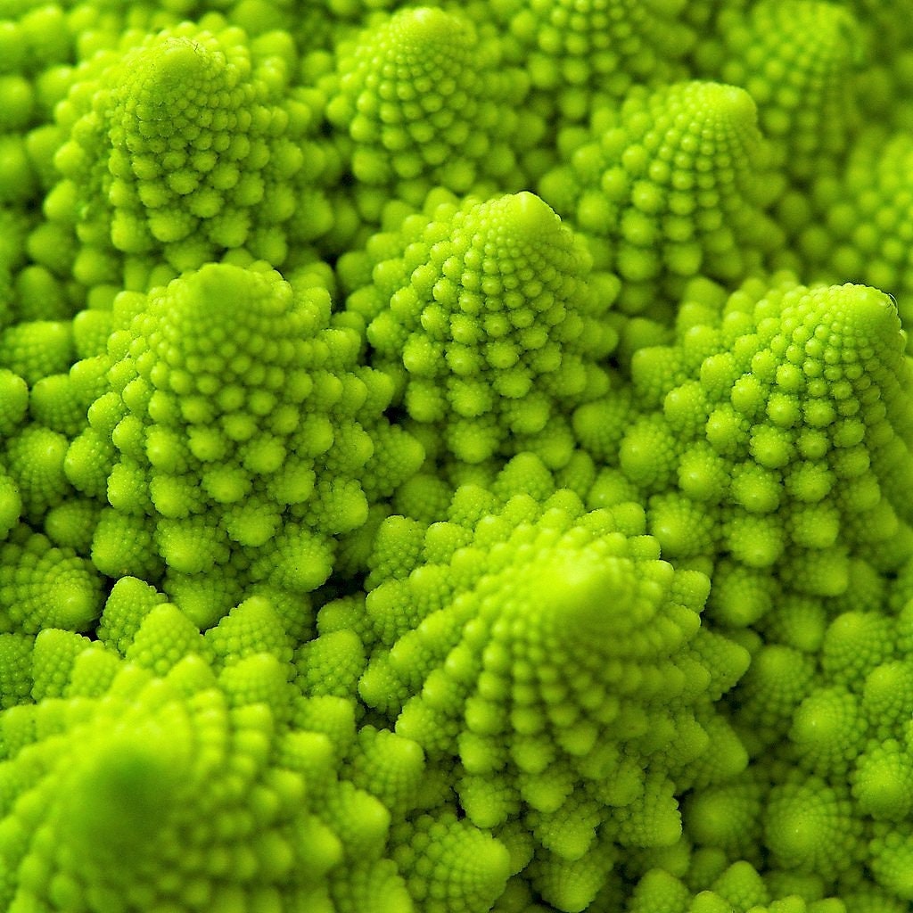 500 ROMANESCO BROCCOLI Broccoflower Roman Cauliflower Pyramid Broccolo Brassica Oleracea Vegetable Seeds