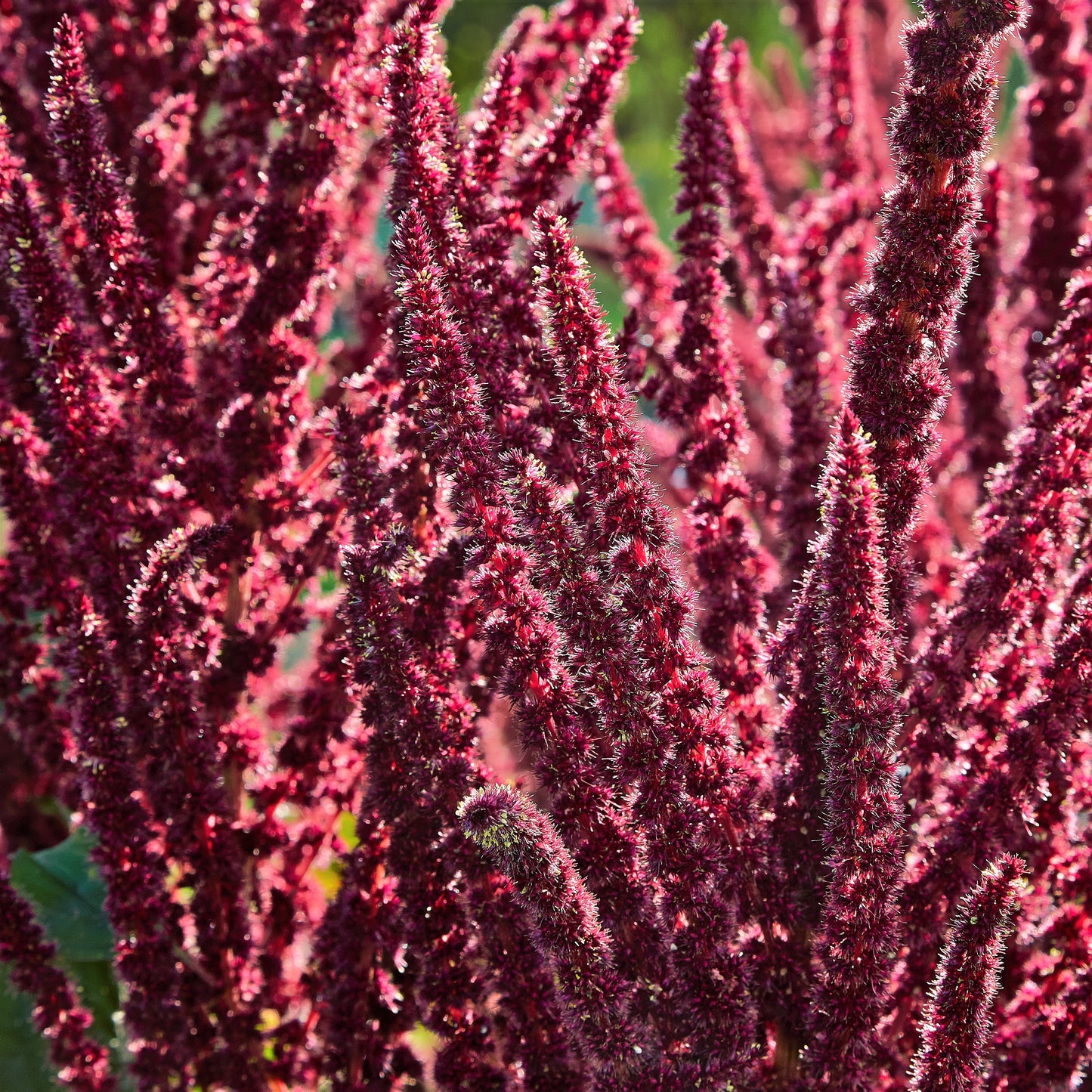 500 MIDNIGHT RED AMARANTHUS Cruentus Amaranth Flower Leaf Vegetable Seeds