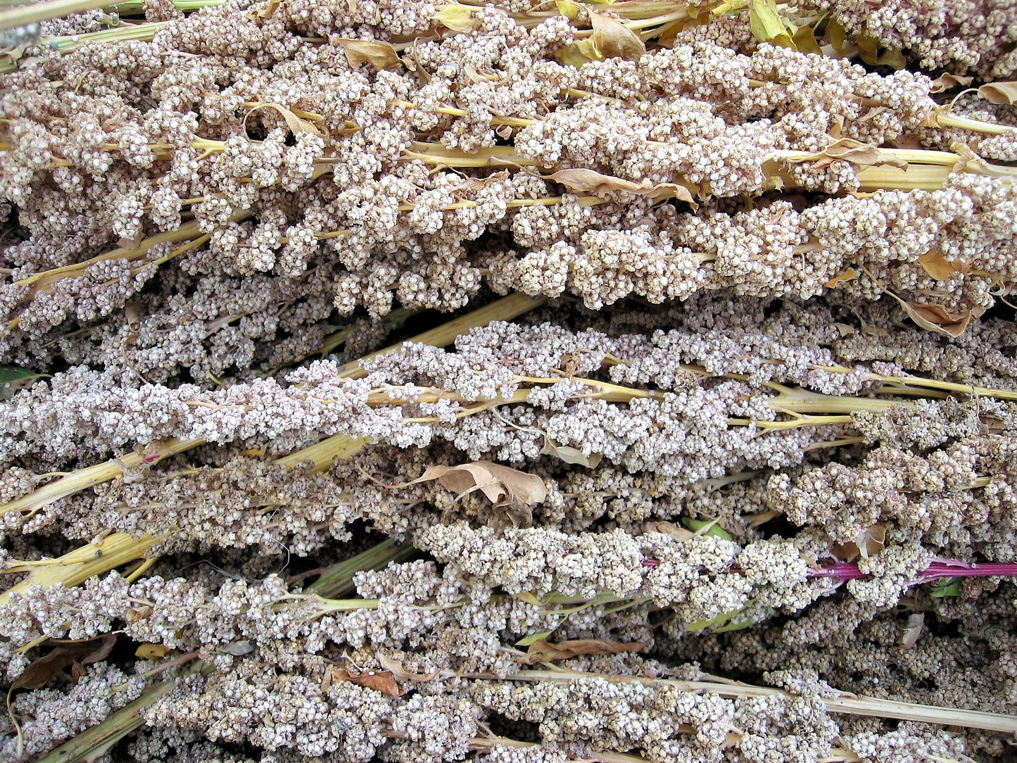 100 Organic PEPPERMINT QUINOA Grain Chenopodium Quinoa White & Green Heads - White Seeds