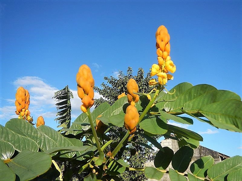 35 CANDLE BUSH Cassia Alata Senna Emperor's Candletree Empress Candlebush Candelabra Golden Ringworm Shrub Yellow Orange Flower Seeds