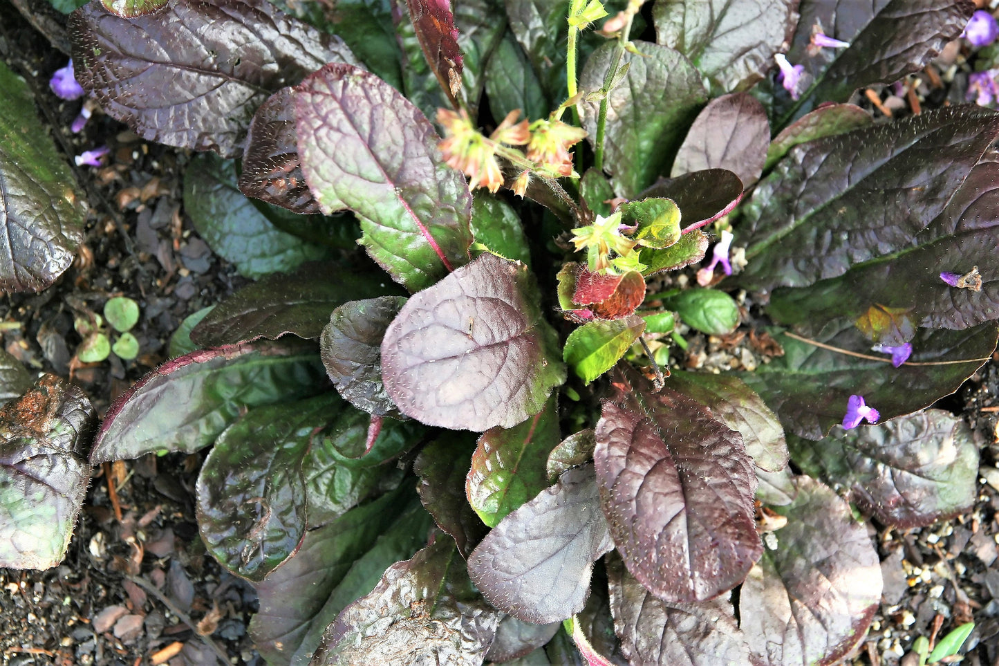 15 PURPLE KNOCKOUT SALVIA Lyrata Lyre-Leaf Sage Dark Purple Leaves / Lavender Blue Flowers - Herb Seeds