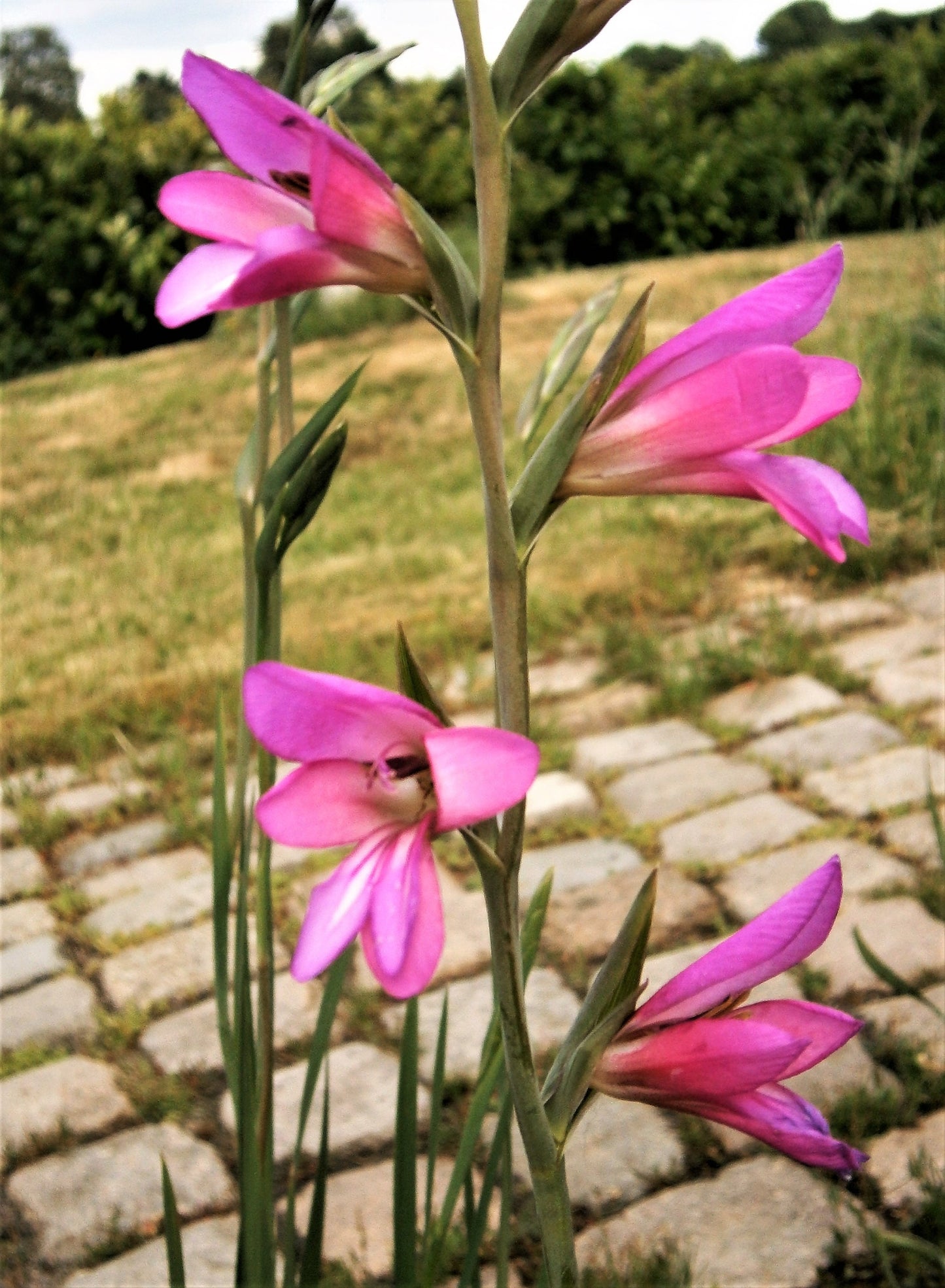 10 ITALIAN GLADIOLUS Italicus Sword Lily Purple Pink Flower Seeds