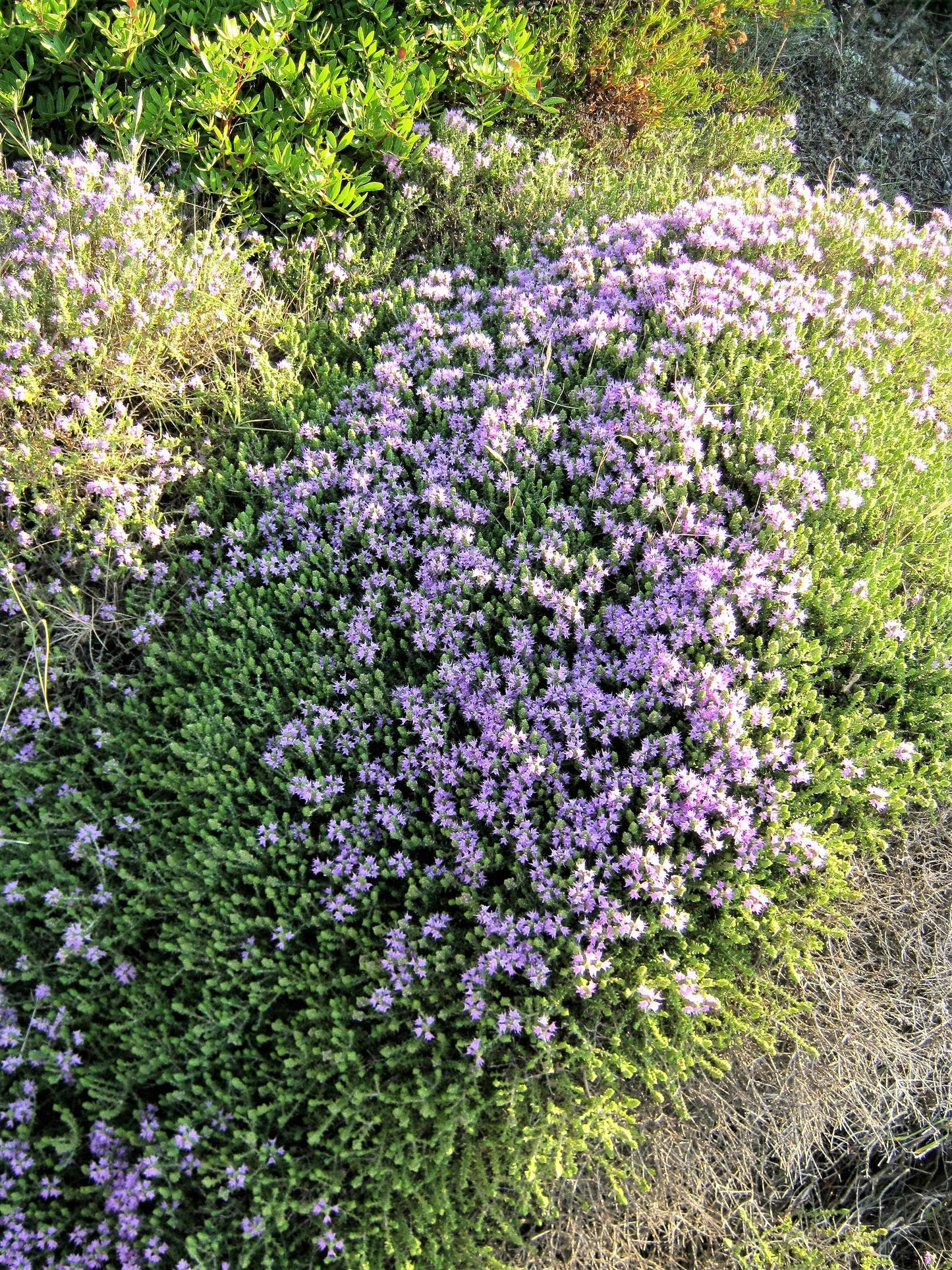 20 MEDITERRANEAN THYME Spiked Thymbra Spicata Pink Savory Herb Za’atar Perennial Herb Flower Seeds