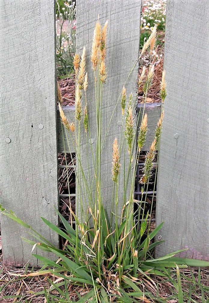 150 SWEET VERNAL GRASS Sweet Grass Vanilla Grass Anthoxanthum Odoratum Fragrant Vernalgrass Ornamental Craft Seeds