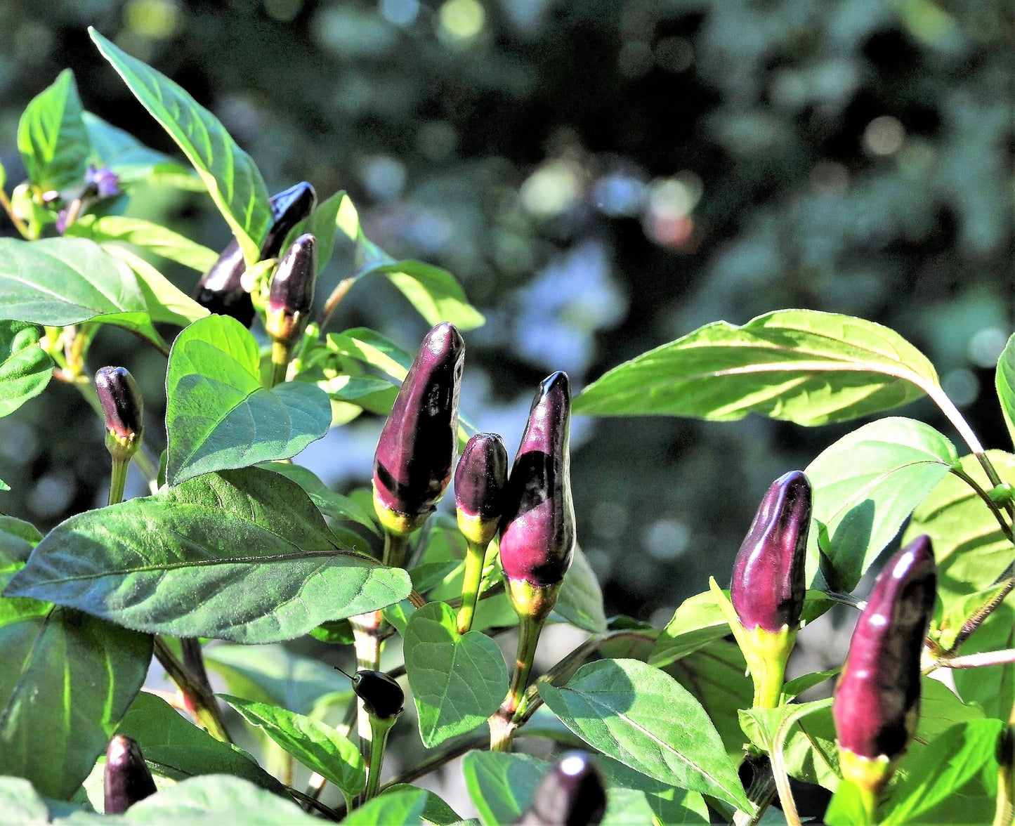 20 ROYAL BLACK PEPPER Capsicum Annuum Very Hot Chilli Vegetable Seeds