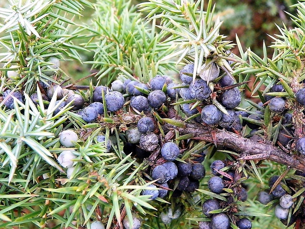 60 Organic Seeds COMMON JUNIPER (20 Berries) Juniperus Communis Tree Shrub Evergreen Conifer Blue Berry Yellow Flower aka Gin Berry Pine
