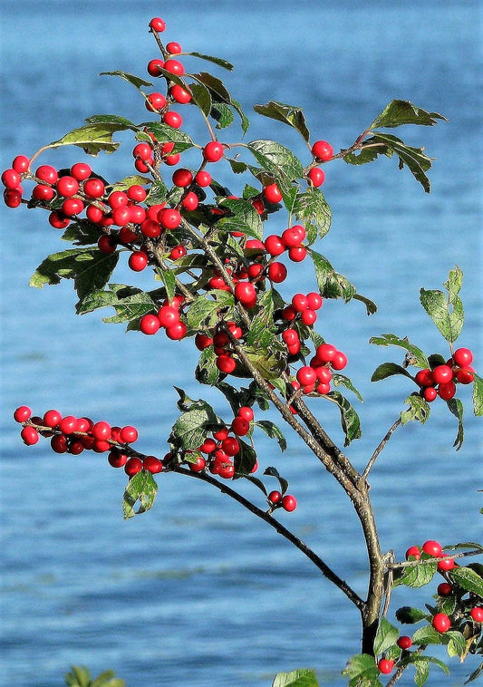 50 WINTERBERRY Holly Ilex Verticillata - Candian Holly  / Fever Bush / Black Alder Tree Shrub Red Berry White Flower Seeds
