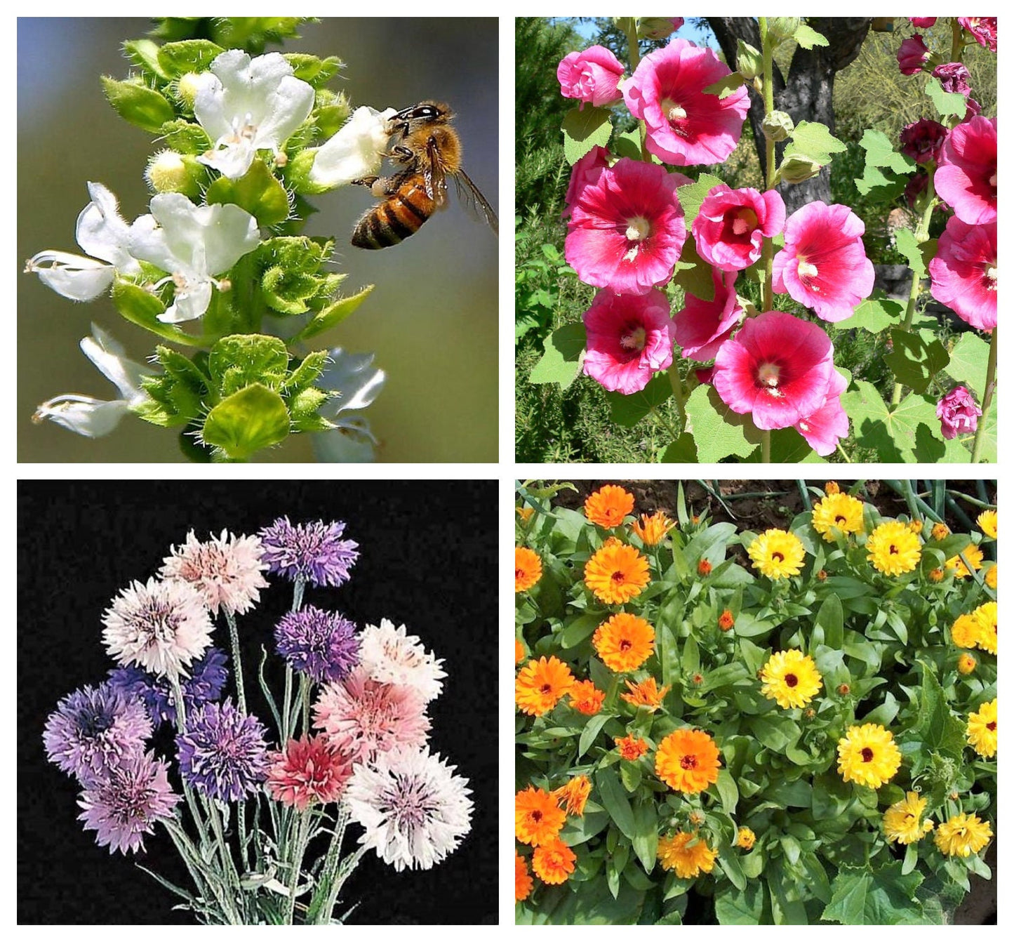 EDIBLE FLOWER MIX Seeds - 16 Types: Marigold Daisy Viola Safflower Alyssum Hyssop Hollyhock Cornflower Sweet William Nasturtium Basil + More