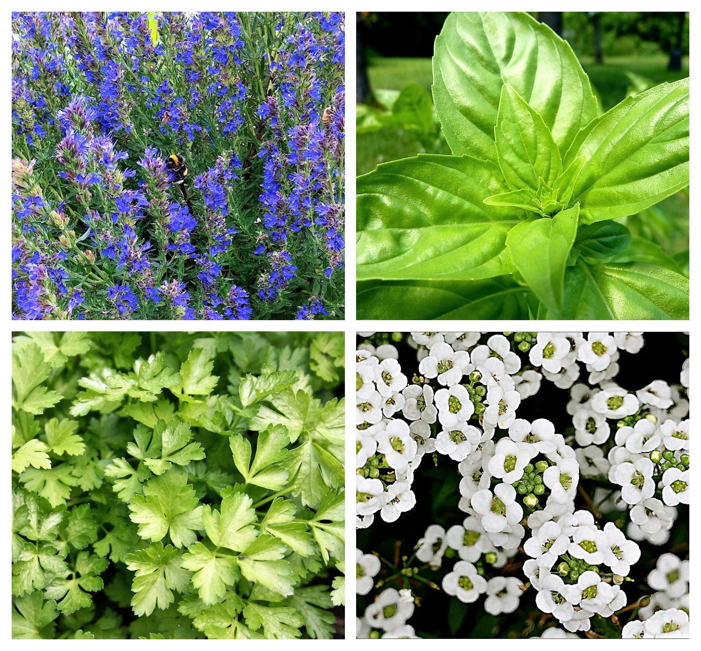 EDIBLE FLOWER MIX Seeds - 16 Types: Marigold Daisy Viola Safflower Alyssum Hyssop Hollyhock Cornflower Sweet William Nasturtium Basil + More