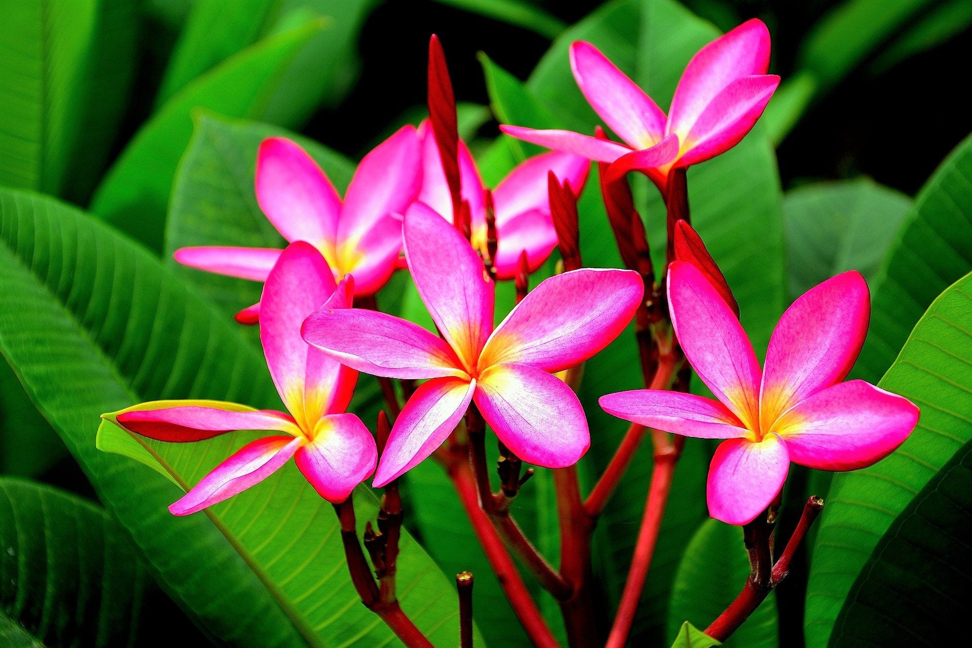 10 MIXED COLORS PLUMERIA Seeds - Lei Flower Frangipani Mix Fragrant Shrub  Small Tree Pink Red Yellow White Peach Two Tone