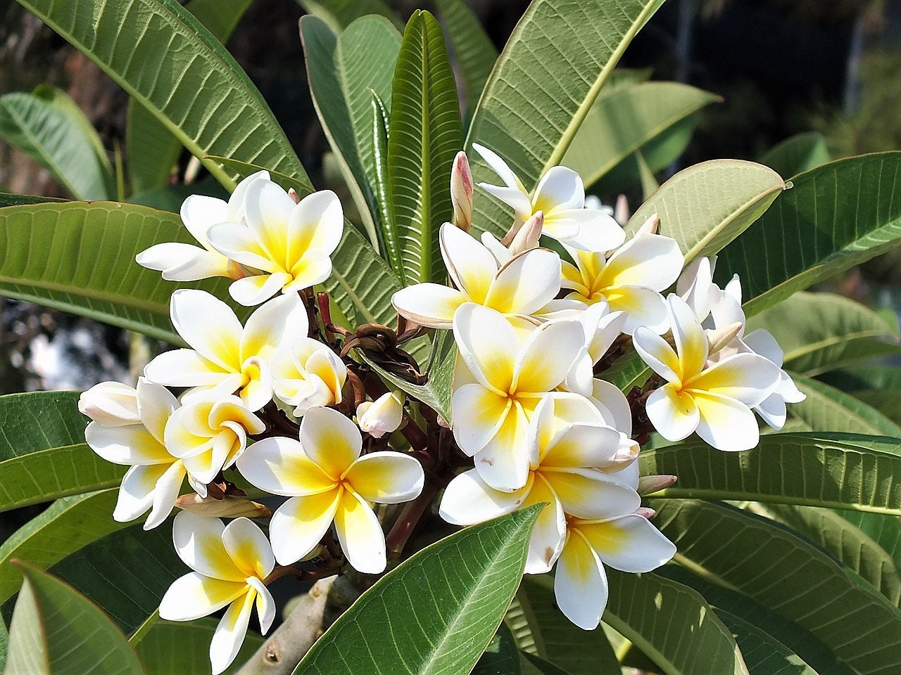 White plumeria deals