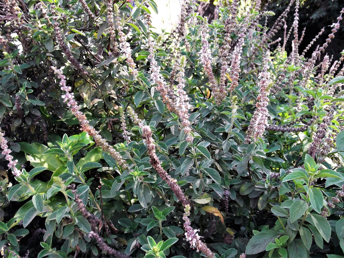 10 Java INDIAN PATCHOULI Pogostemon Heyneanus Herb Shrub Flower Fragrant Patchouly Seeds