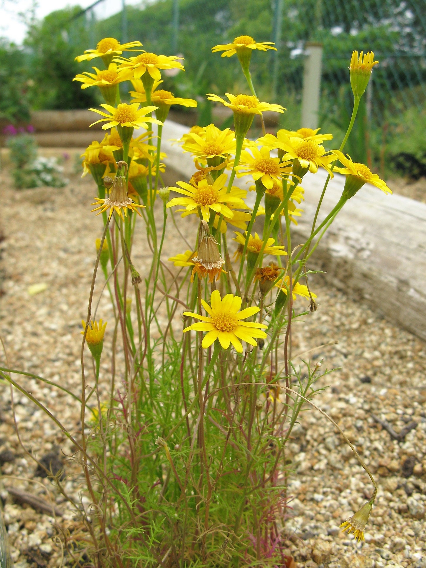 1000 DAHLBERG DAISY Thymophylla Tenuiloba Yellow Flower Seeds - aka Golden Fleece, Gold Carpet,  Shooting Star