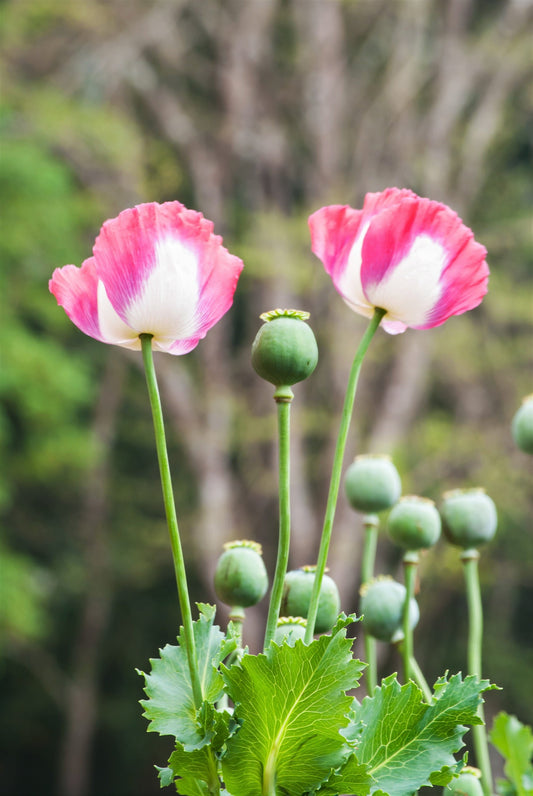 200 Organic AMPHORA POPPY Pink & White Papaver Somniferum Flower Seeds