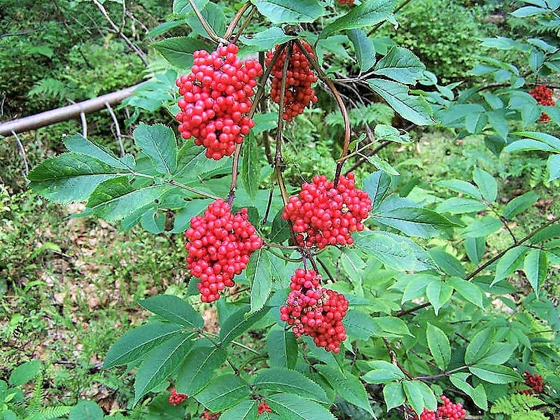 100 RED ELDERBERRY Sambucus Racemosa Scarlet Mountain Elder Bunchberry Tree Shrub Fruit Berry Seeds