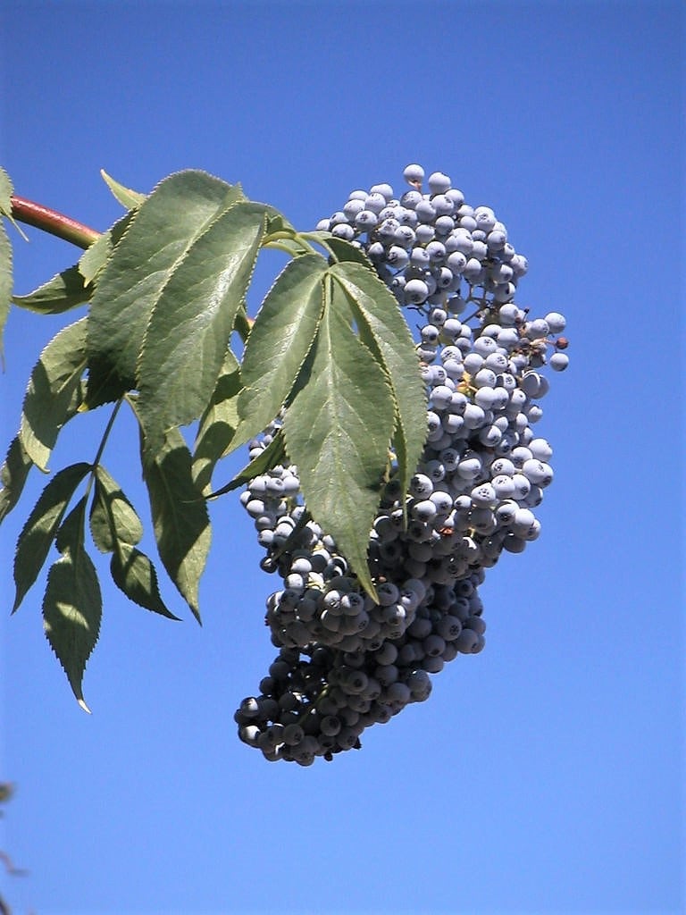 50 BLUE ELDERBERRY Sambucus Caerulea Arizona Blue Elder Tree Shrub Fruit Berry Seeds
