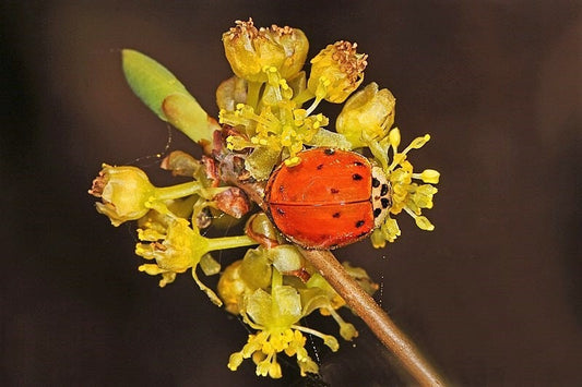 10 SPICEBUSH Wild Allspice Lindera Benzoin Northern Spice Bush Red Berry Yellow Flower Seeds