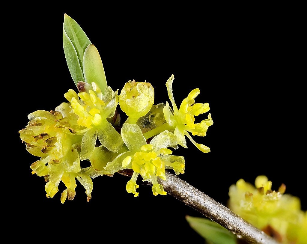 10 SPICEBUSH Wild Allspice Lindera Benzoin Northern Spice Bush Red Berry Yellow Flower Seeds