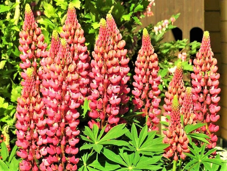 25 RED LUPINE 'My CASTLE' Lupinus Polyphyllus Scarlet Russell Lupin Band of Nobles Series Flower Seeds